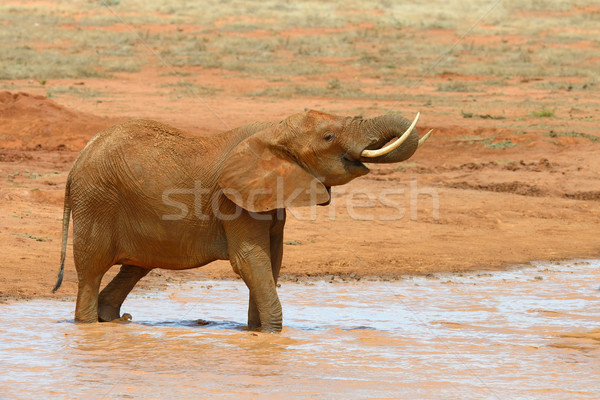 Elefante lago parco Kenia africa acqua Foto d'archivio © byrdyak