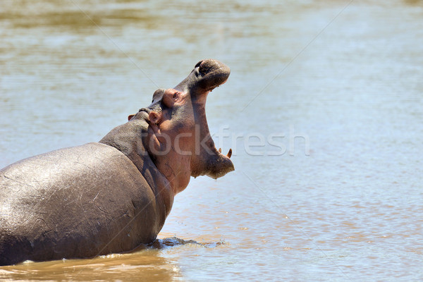 Víziló család víziló víz Kenya Afrika Stock fotó © byrdyak