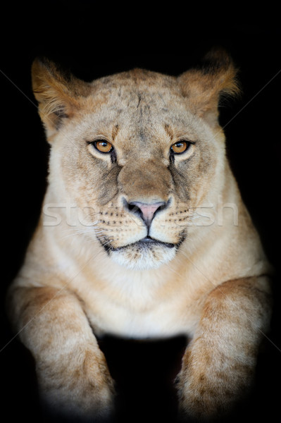Lion portrait sombre nature fond pouvoir [[stock_photo]] © byrdyak