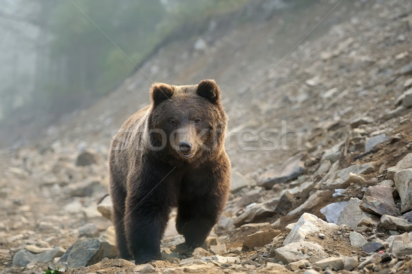 Braunbär groß Natur Hintergrund Sommer tragen Stock foto © byrdyak