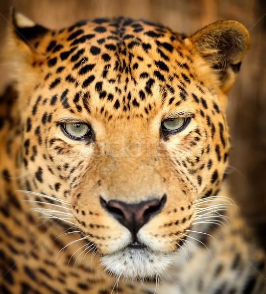 Leopar portre karanlık göz yüz Afrika Stok fotoğraf © byrdyak
