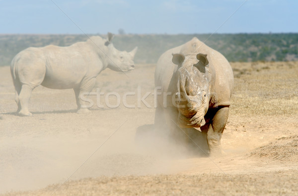 Rinocer african alb parc Kenia copil Imagine de stoc © byrdyak