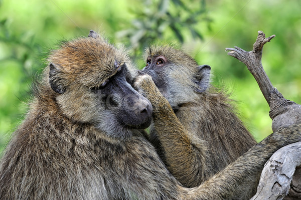 Olijfolie baviaan jonge park Kenia gezicht Stockfoto © byrdyak