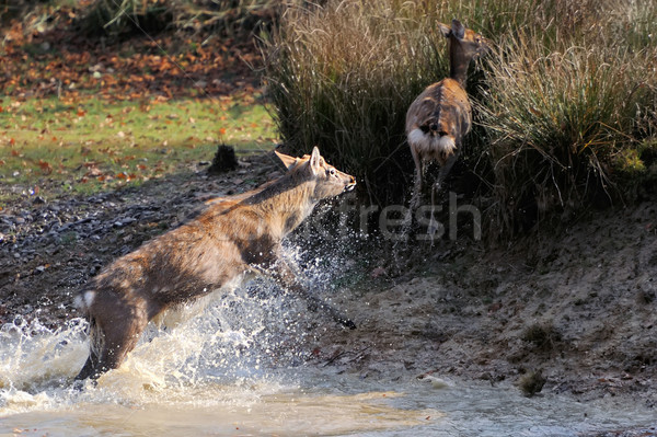 Deer in river Stock photo © byrdyak