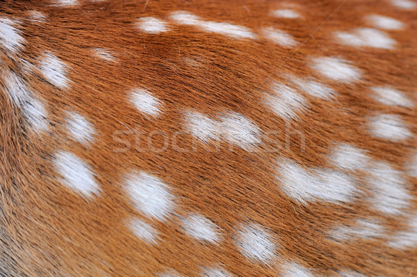 Deer skin Stock photo © byrdyak