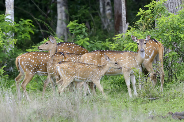 Wild Spotted deer Stock photo © byrdyak