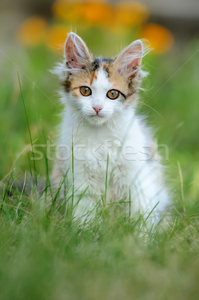 Fiatal macska színes nyár fű tavasz Stock fotó © byrdyak