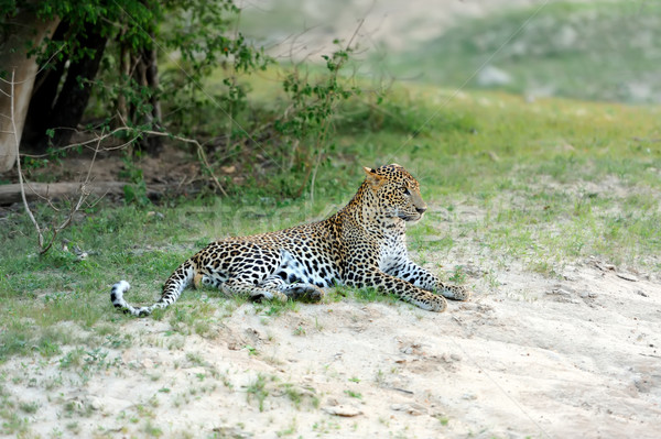 Leopardo isla Sri Lanka ojo cara Foto stock © byrdyak