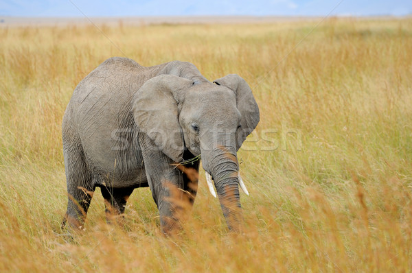 Elephant Stock photo © byrdyak