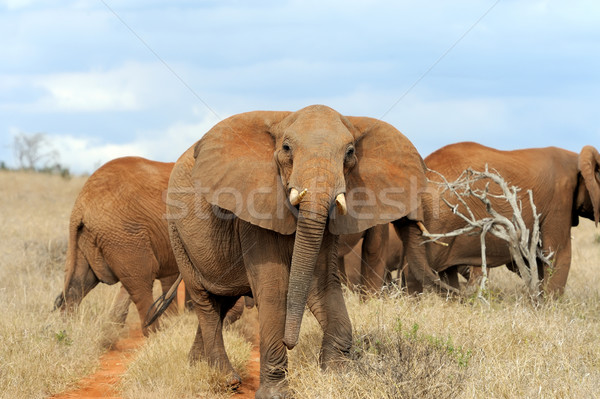 Elefánt park Kenya nagy Afrika baba Stock fotó © byrdyak