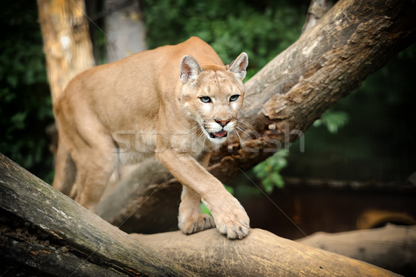 Puma Stock photo © byrdyak