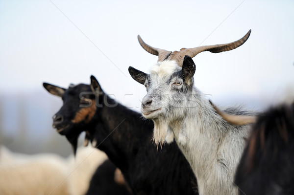 Goat in meadow Stock photo © byrdyak