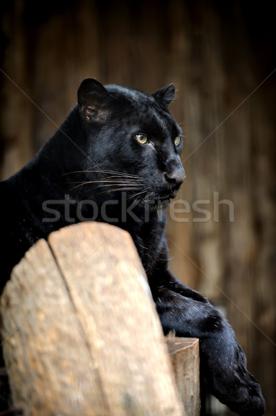 Black leopard Stock photo © byrdyak
