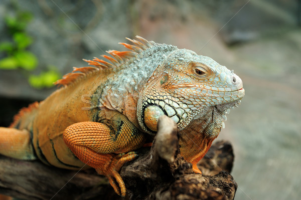 Iguana portret macro shot cap pădure Imagine de stoc © byrdyak
