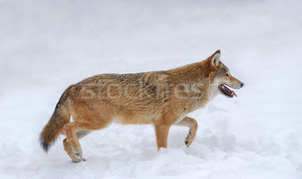 Stock photo: Gray wolf