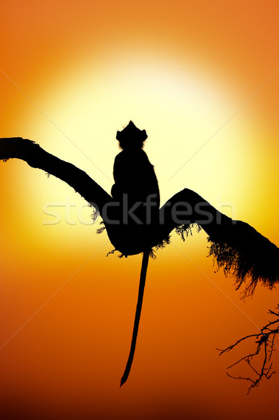 силуэта обезьяны закат один облака солнце Сток-фото © byrdyak