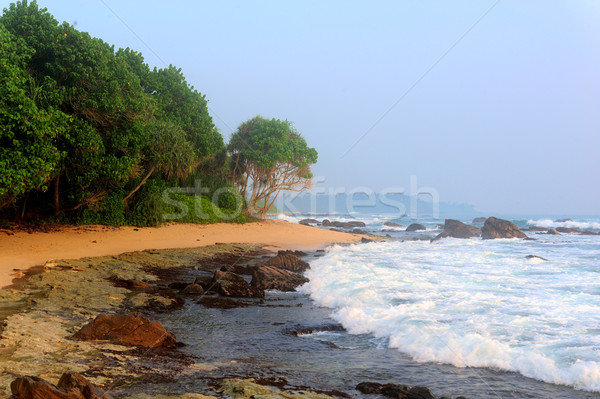 тропический пляж Palm Шри Ланка пляж небе воды Сток-фото © byrdyak