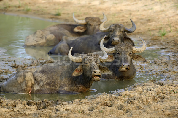 Víz fürdik tó Sri Lanka zöld folyó Stock fotó © byrdyak