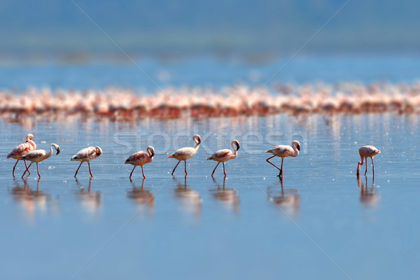 Flamingos Stock photo © byrdyak