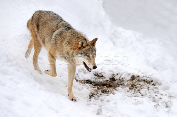 Wilk piękna szary zimą twarz Zdjęcia stock © byrdyak