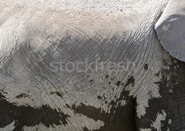 Elefanten Haut grau Textur Familie Stock foto © byrdyak