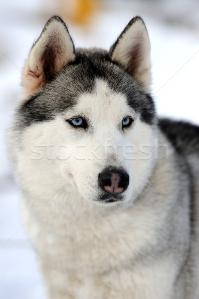 Siberian husky dog winter portrait Stock photo © byrdyak