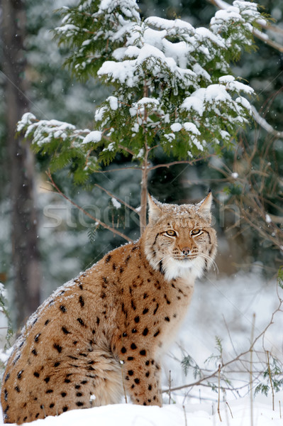 Lynx Stock photo © byrdyak