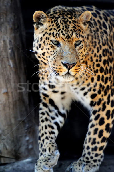 Leopard întuneric faţă natură Imagine de stoc © byrdyak