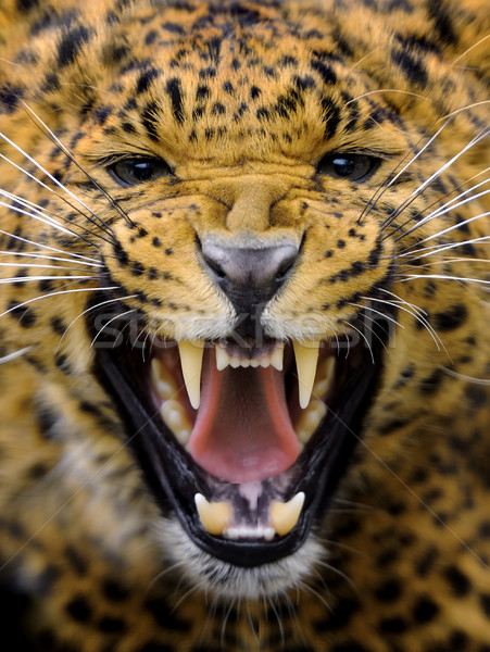 Leopardo adulto naturalismo ambiente olho Foto stock © byrdyak