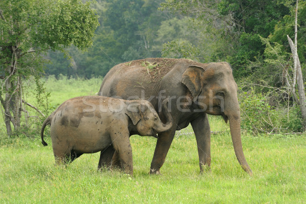 Elefanti parco estate viaggio elefante asian Foto d'archivio © byrdyak