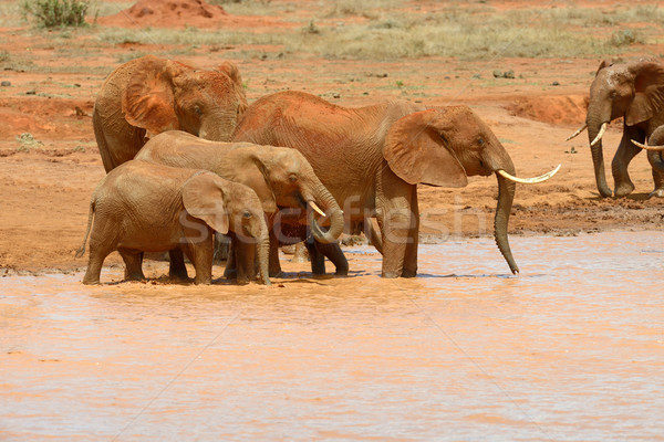 слон озеро парка Кения Африка воды Сток-фото © byrdyak