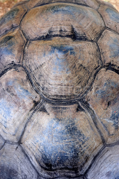 Teknős közelkép kagyló textúra részlet természet Stock fotó © byrdyak