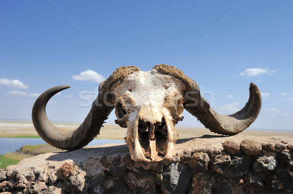 商业照片: 头骨 · 抽象 ·牛· 死亡 · 非洲 · 牛仔