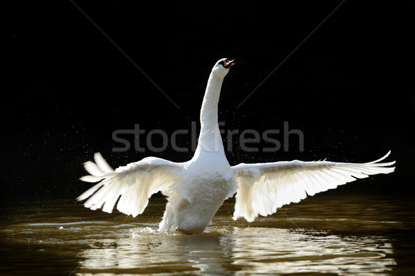 Swan in the lake Stock photo © byrdyak