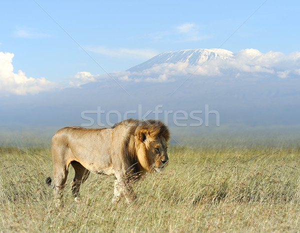 Stock photo: Lion