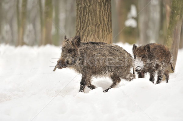 Wild boar Stock photo © byrdyak