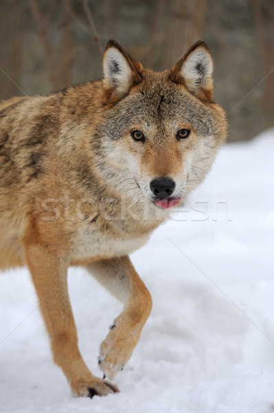 Gray wolf Stock photo © byrdyak