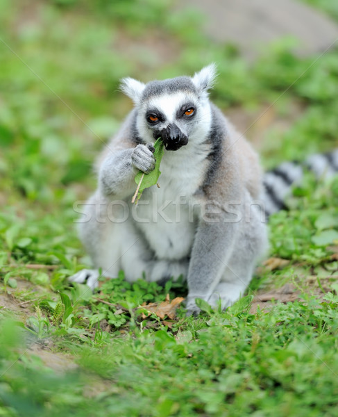 Young ring-tailed lemur  Stock photo © byrdyak