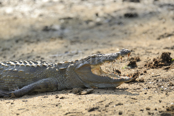 Krokodil groot park Sri Lanka eiland natuur Stockfoto © byrdyak