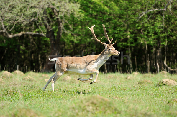 Roe deer Stock photo © byrdyak