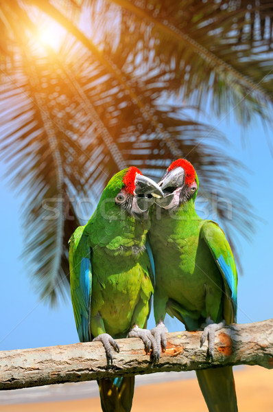Parrot (Severe Macaw) on branch on tropical background  Stock photo © byrdyak