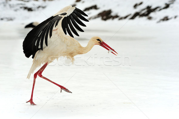 Stork Stock photo © byrdyak