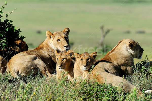 Lion in the grass of Masai Mara, Kenya Stock photo © byrdyak