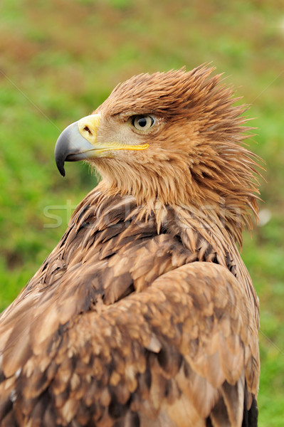 Eagle Stock photo © byrdyak