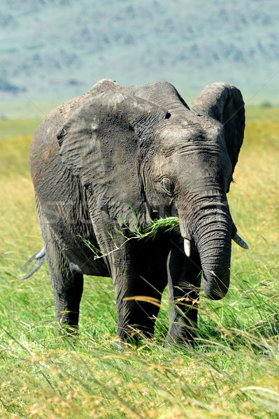 Słoń parku Kenia Afryki rodziny tekstury Zdjęcia stock © byrdyak