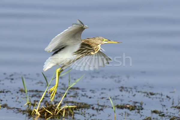 Gray heron Stock photo © byrdyak