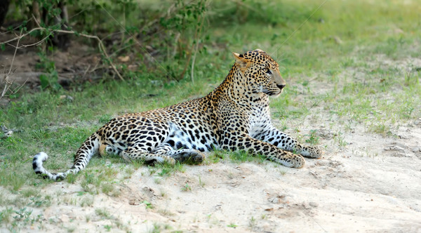 Leopardo isla Sri Lanka ojo cara Foto stock © byrdyak