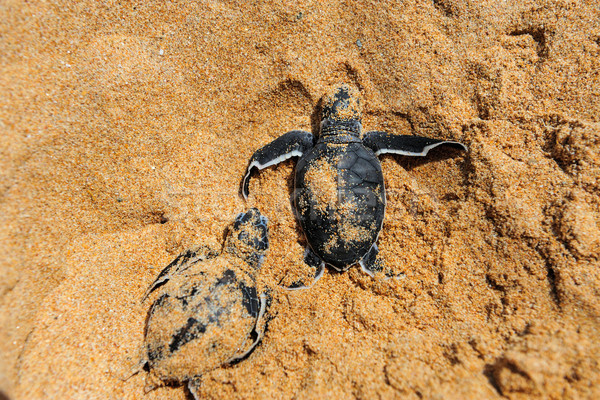 Baby turtles Stock photo © byrdyak