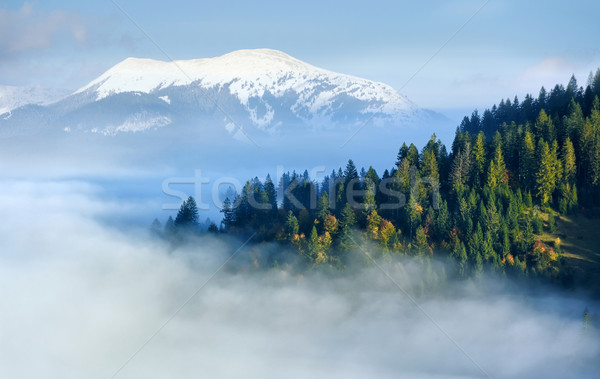 Najaar bos berg helling mystiek boom Stockfoto © byrdyak