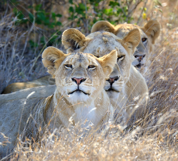 Lew blisko parku Kenia Afryki kot Zdjęcia stock © byrdyak